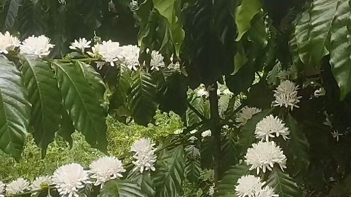 vùng cao nguyên đất đỏ