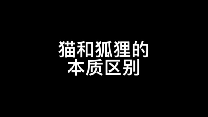 这一波，是狐狸输了
