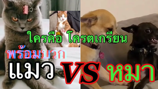 แมว vs หมา รวมโครตเกรียน 4 funny cat and dog compilation