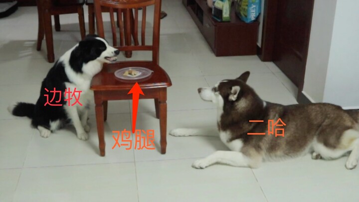 Faced with the temptation of a chicken leg, which one will crack first: the Border Collie or the Hus