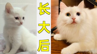 原来猫咪也会女大十八变，这才是猛男应该看的视频