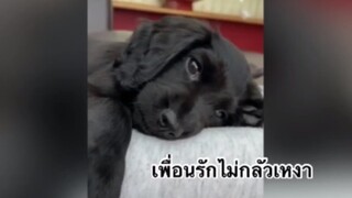 เพื่อนตัวน้อย สัตว์เลี้ยงแสนซน : เพื่อนรักไม่กลัวเหงา