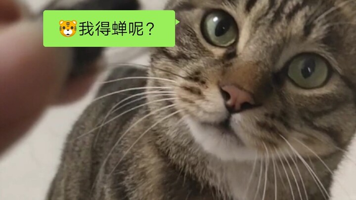 Mèo mướp: Nhanh trả ve sầu của tớ lại, nếu không thì cậu sẽ biết tay!