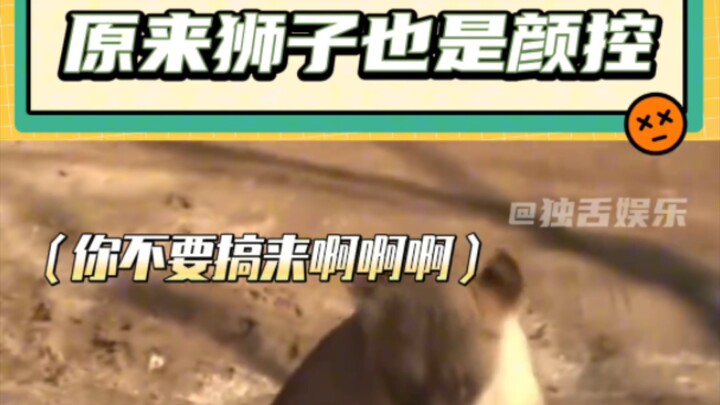 الأسد الأنثى 1: زوجك! الأسد الأنثى 2: بل زوجك أنتِ! #أسد #مزرعة_الحيوانات #مضحك #محبّو_المظهر_الجميل