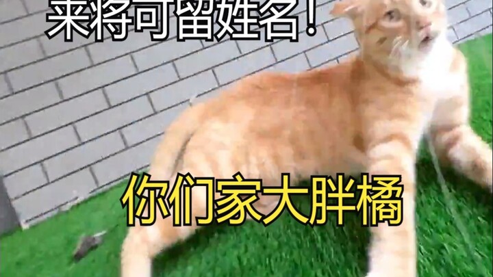อาจารย์เหมียวบังเอิญเจอ “เจ้าอ้วนส้ม” แมวของตัวเองเข้า “มันหันหลังหนีทันที เหมือนไม่รู้จักข้าเลย”!!