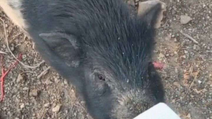 I encountered a wild boar while climbing the mountain.