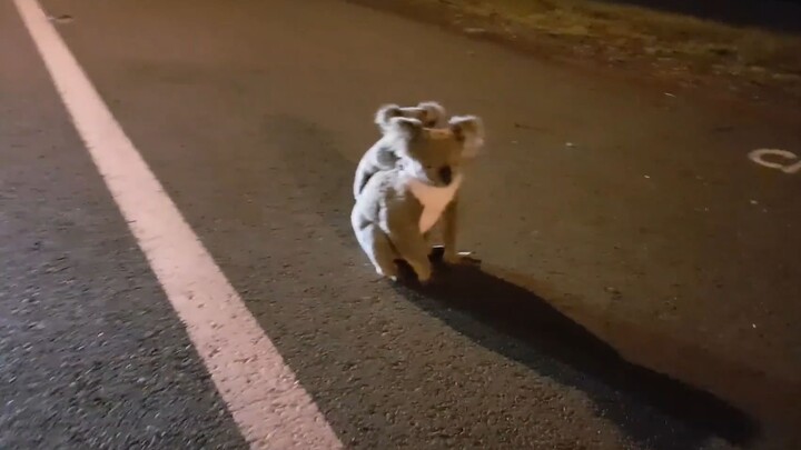 考拉宝宝和妈妈，好可爱呀~