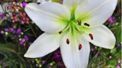 WHAT IS THIS FLOWER?QUIZ YOU GUY.