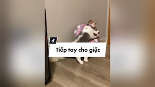Vô tình tiếp tay cho giặc 🥲 xin lũi con trai iu vì đã bênh nhầm đứa 😆 mèo cat MuaTotNghiep trending