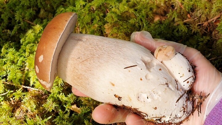 เห็ดผึ้งหวาน เห็ดหนังไก่ เห็ดขาลาย ปีนี้เห็ดเยอะมาก  Wild mushrooms in Norway | Steinsopp