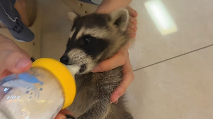 الراكون الصغير يشرب الحليب #الراكون_الصغير #مشروع_انطلاقة_الحيوانات_الأليفة_اللطيفة