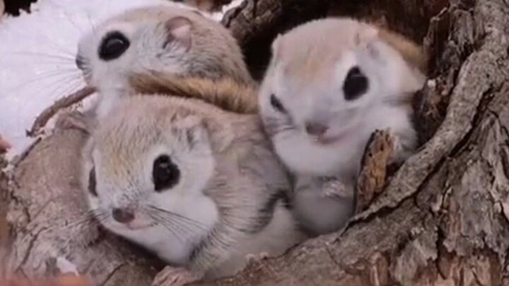 "Electric Eyes Cute Mouse"