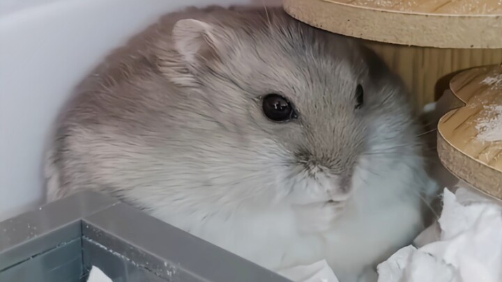 These chubby little rice balls are just too adorable (●'◡'●)