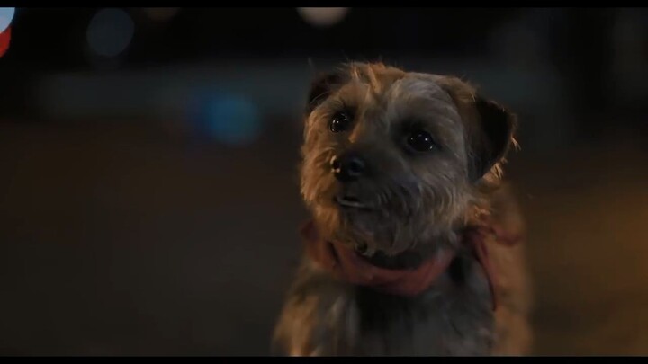 Strays Watch Full Movie . Link In Description
