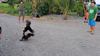 Anong Mali sa manok ko bakit ganto Ang palo