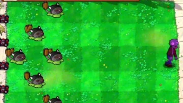 Rumput ekor kucing yang bisa melepaskan jamur pemusnah?