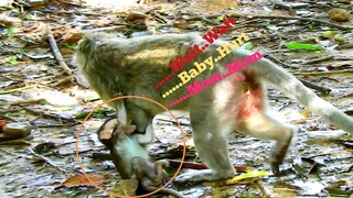 Wait..Wait..Baby..Hurt..Mom,Baby​ Monkey​ Cry Seriously Angry Her Mom Leave,Baby Monkey Hurt​ Crying