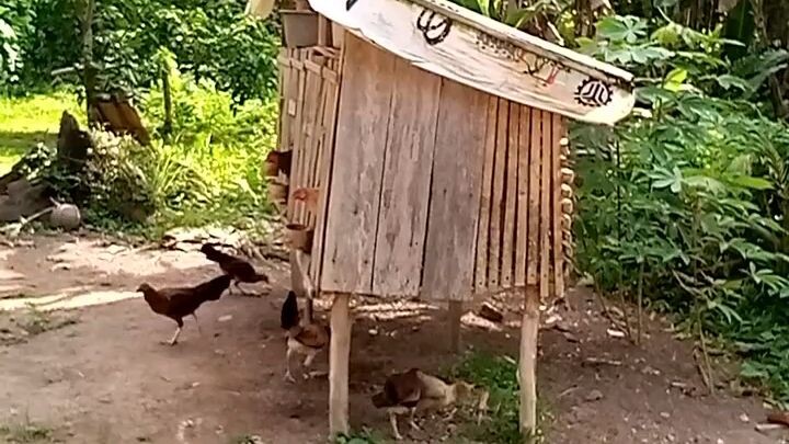 my personal breed mistiso blood line