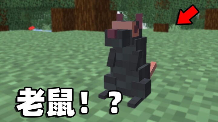 Minecraft, tetapi dengan tikus peliharaan baru! ?