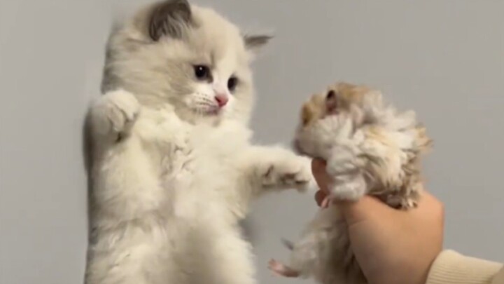 “The little kitten is truly the best”