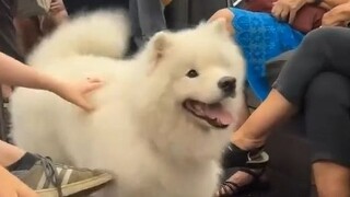 Một cư dân mạng gặp một chú chó Samoyed cực kỳ dạn dĩ trên tàu điện ngầm.
