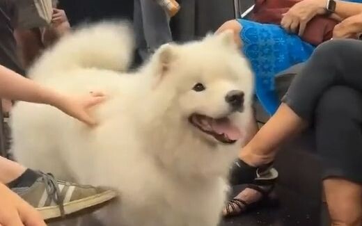 A netizen encountered a super-confident Samoyed on the subway.