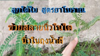 ลูกใต้ใบ สมุนไพรช่วยสลายนิ่วในไต และถุงน้ำดี  /โดยฮอยไทยอีสาน
