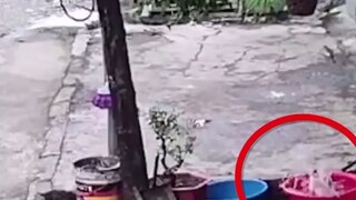 A family in Ningbo was about to cook a fish when they realized the fish had disappeared. When they c