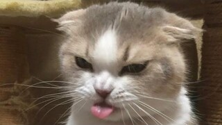 Funniest Cats 😹- วิดีโอแมวตลกที่ดีที่สุดในปี 2022 😂- Funny Cats HD