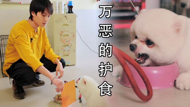 [Problem Dog Makeover] Yet Another Food-Protective Pomeranian