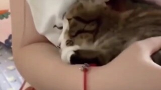 “这玩意一顿吃几个猫啊？”