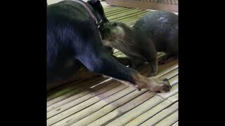 Otter & Rottweiler puppy playing. It looks rough but they are best friends. #shorts #otter