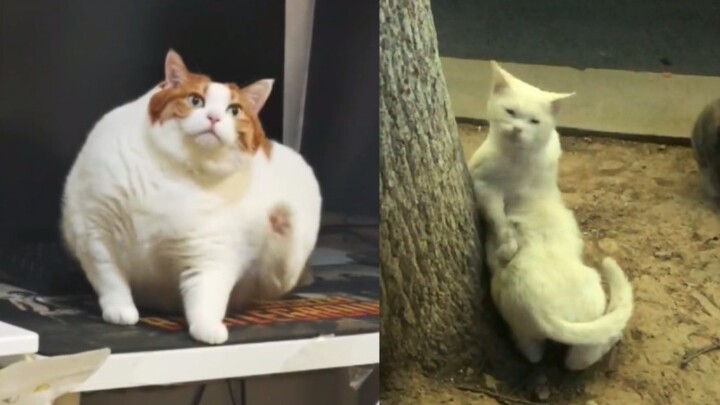 แมวน้อยเกาตัวบางทีก็เว่อร์เกินไปนะ