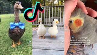 Bird Side of Tiktok Compilation #6