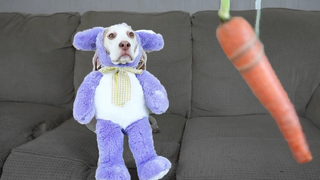 Bunny Dog vs Floating Veggies สุนัขน่ารัก Maymo