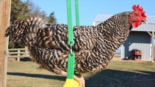 Cute Chicken Videos Ever Compilation - การรวบรวมวิดีโอสัตว์ตลก 2017