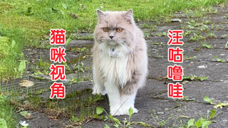 德国邻居说我家猫天天去他家骂骂咧咧…