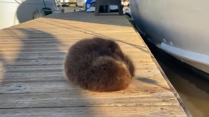 The Otter Baby Waiting for Mom to Pick Them Up