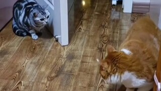 Maomao teaches you what real hide-and-seek is. Every step is so serious.