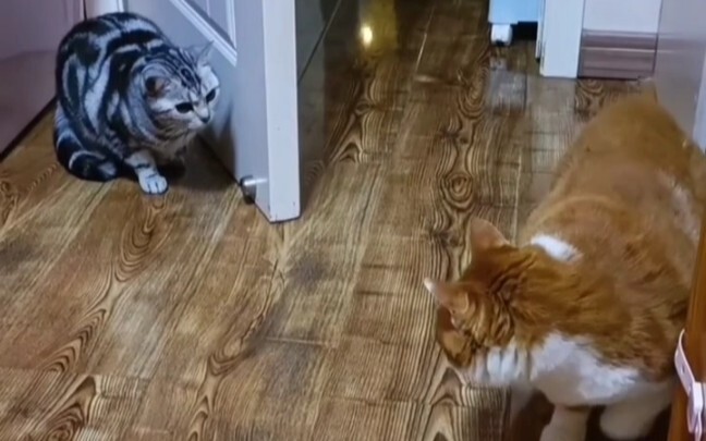 Maomao teaches you what real hide-and-seek is. Every step is so serious.