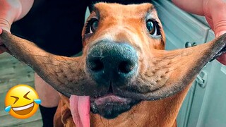 Funniest Animals 2022 🤣 - Cute Dogs 🐶 And Cats 😺 Videos