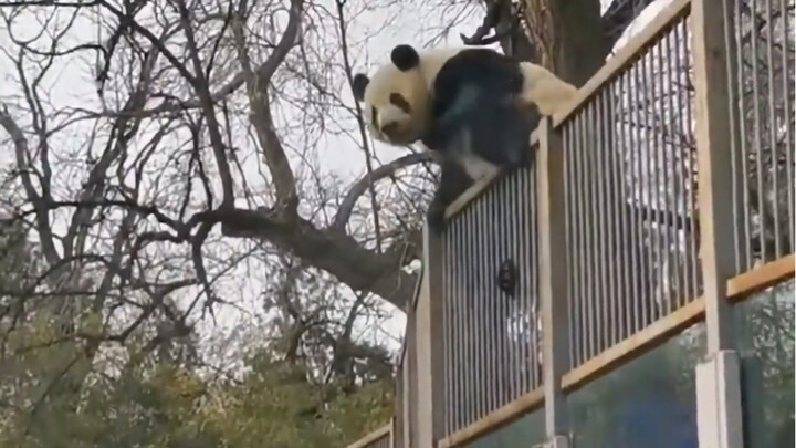 مِنغ لان: عند الهرب من السجن، كانت تصرخ "هيا، هيا!"، وبعد خروجها مباشرةً، صارت تصرخ "الحارس! الحارس!