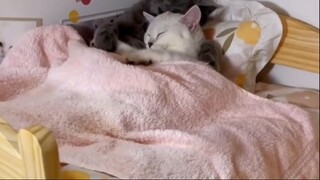 Cặp đôi mèo lãng mạn nhất mà bạn từng thấy
