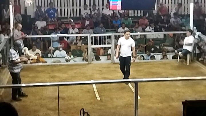 manok ng sabungan naka laban 🐓💪