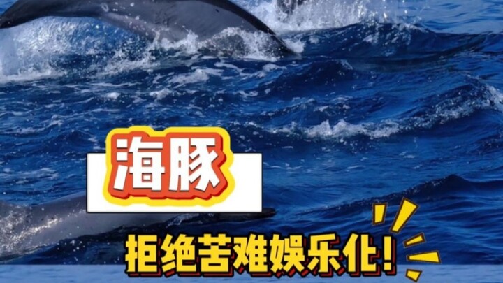 Cá heo: Gào gì chứ? Không thấy tôi đang chạy thoát chết à?!