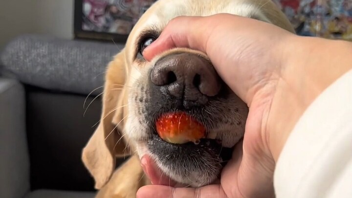 Jie the dog loves eating “imported” fruit.