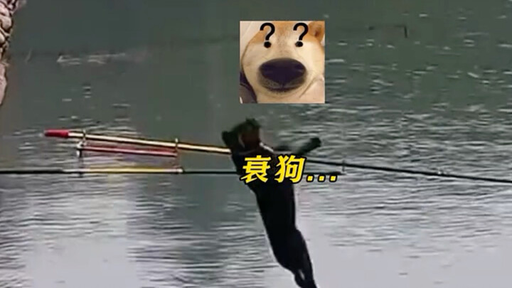 Dog: Is this something a human would do? Human: Is this something a dog would do?