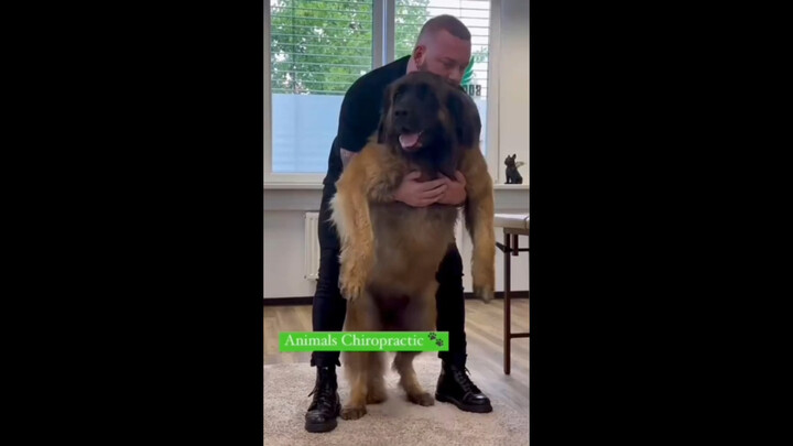 หมอนวดกระดูกจัดกระดูกให้เจ้าตูบ ปฏิกิริยาของน้องหมาช่างน่าเอ็นดูเหลือเกิน!