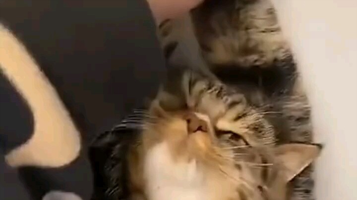 A ten-jin cat, nine jin of rebellious spirit.