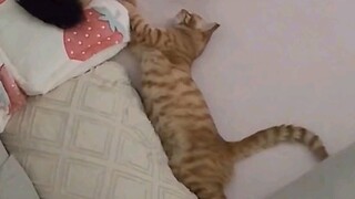 When the cat sleeping next to you suddenly stops moving